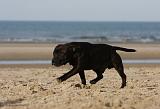 STAFFIE 266
